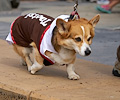 Tour de Corgi 2017