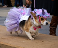 Tour de Corgi 2017