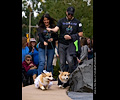 Tour de Corgi 2017