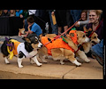 Tour de Corgi 2017