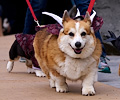 Tour de Corgi 2017