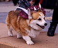 Tour de Corgi 2017