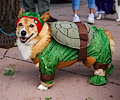 Tour de Corgi 2017