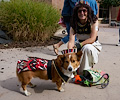 Tour de Corgi 2017