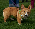 Tour de Corgi 2017