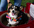 Tour de Corgi 2017