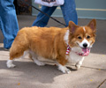 Tour de Corgi 2017