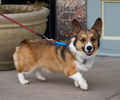 Tour de Corgi 2017