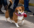 Tour de Corgi 2017