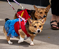 Tour de Corgi 2017