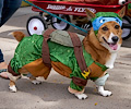 Tour de Corgi 2017