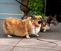 Tour de Corgi 2017