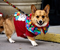 Tour de Corgi 2017