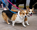 Tour de Corgi 2017