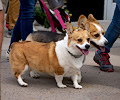 Tour de Corgi 2017