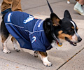 Tour de Corgi 2017