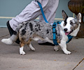 Tour de Corgi 2017