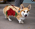 Tour de Corgi 2017