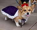 Tour de Corgi 2017