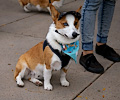 Tour de Corgi 2017