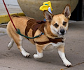 Tour de Corgi 2017