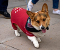 Tour de Corgi 2017