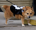 Tour de Corgi 2017