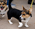 Tour de Corgi 2017