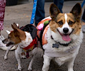 Tour de Corgi 2017