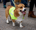 Tour de Corgi 2017