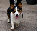 Tour de Corgi 2017