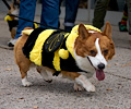 Tour de Corgi 2017