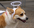 Tour de Corgi 2017