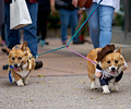 Tour de Corgi 2017