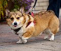 Tour de Corgi 2017