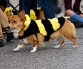 Tour de Corgi 2017