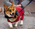 Tour de Corgi 2017