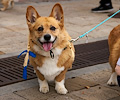 Tour de Corgi 2017