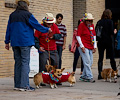 Tour de Corgi 2017