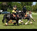 Medieval Festival Order of Epona