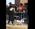 Tour de Corgi