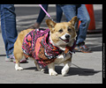 Tour de Corgi