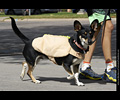 Tour de Corgi