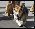 Tour de Corgi