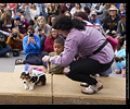 Tour de Corgi