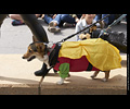 Tour de Corgi