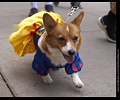 Tour de Corgi