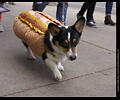 Tour de Corgi