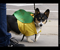 Tour de Corgi