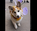 Tour de Corgi